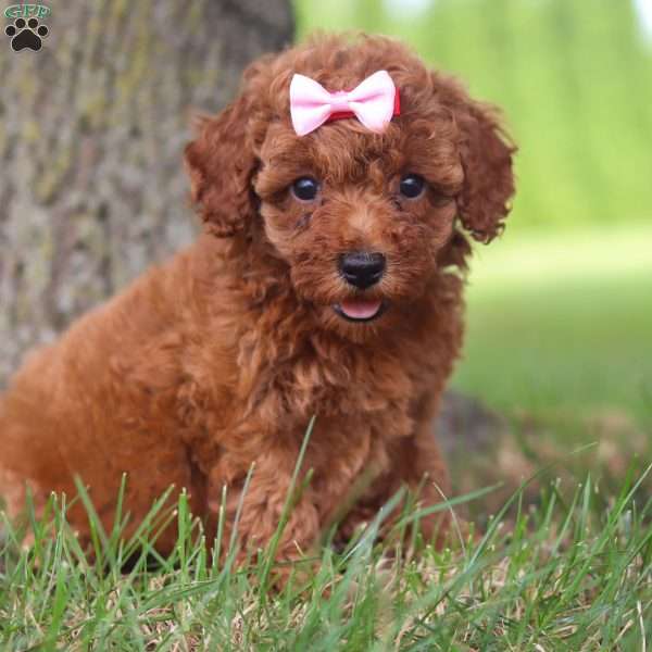 Angie, Miniature Poodle Puppy